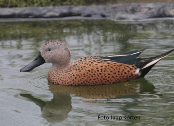 Argentijnse slobeend woerd