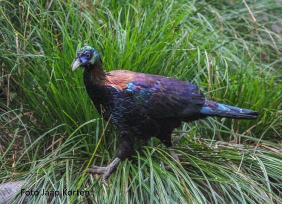 Chinese glansfazant haan