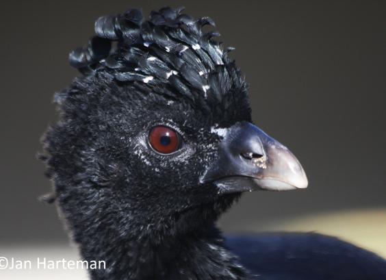 Kopstusie Crax alberti