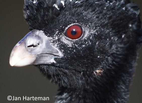 Kopstudie Crac alberti