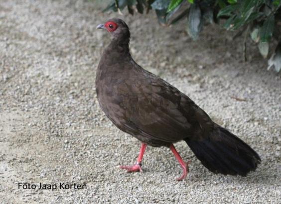 Edwards of Vietnam fazant hen