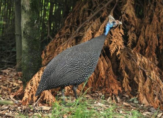 Helmparelhoen (reichenowi)