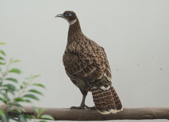 Himalaya glansfazant hen