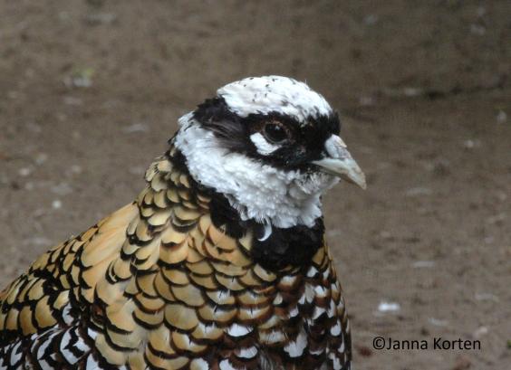 Koningsfazant haan kopstudie
