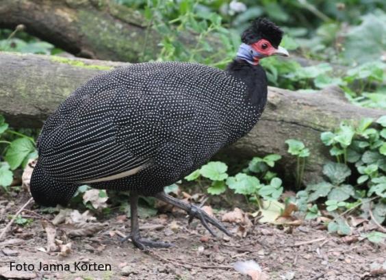 Kroeskopparelhoen (granti)