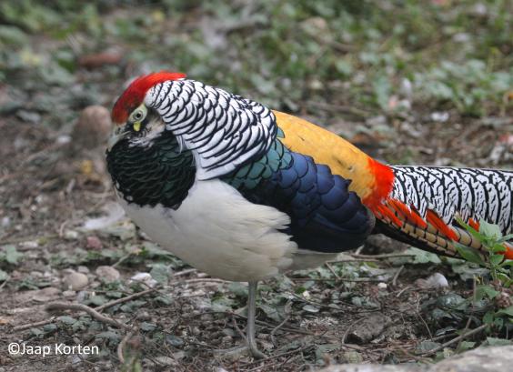 Lady Amherst fazant haan