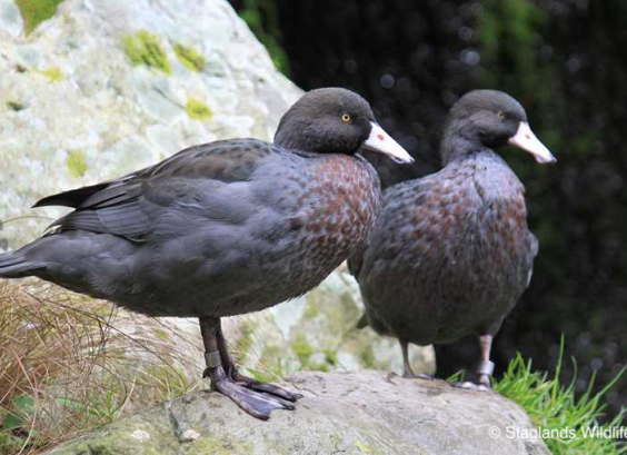 Nieuw-Zeelandse Blauwe eend