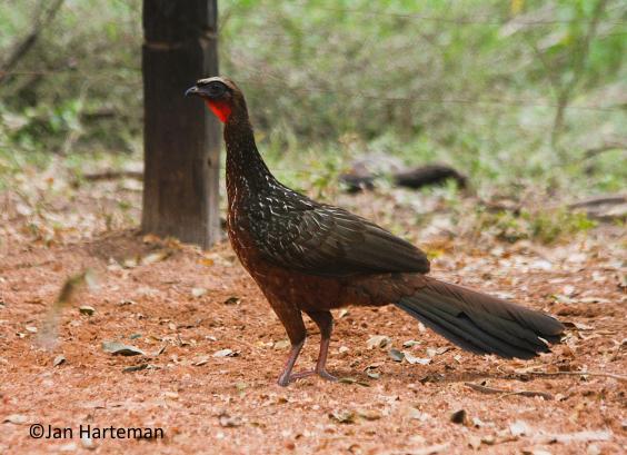 Penelope ochrogaster