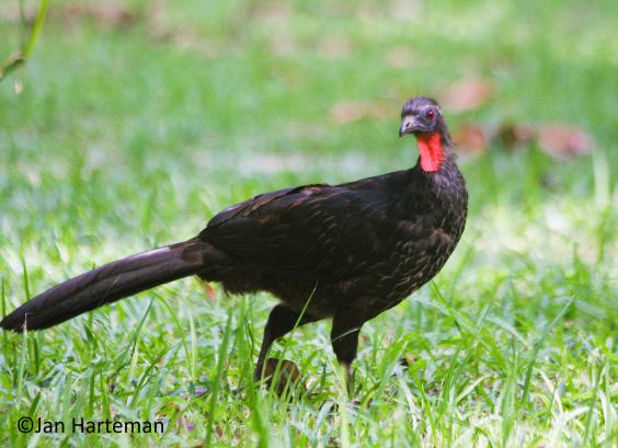 Penelope superciliaris