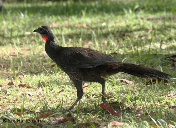 Penelope superciliaris