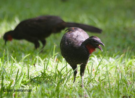 Penelope superciliaris