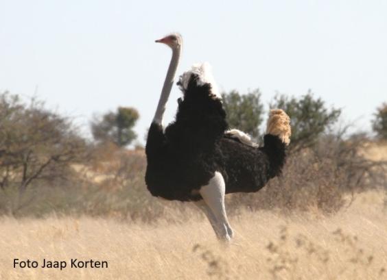 Struisvogel baltsende haan