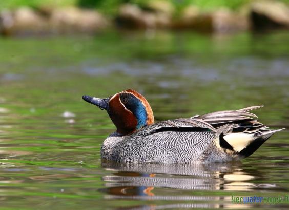 Wintertaling (europese)