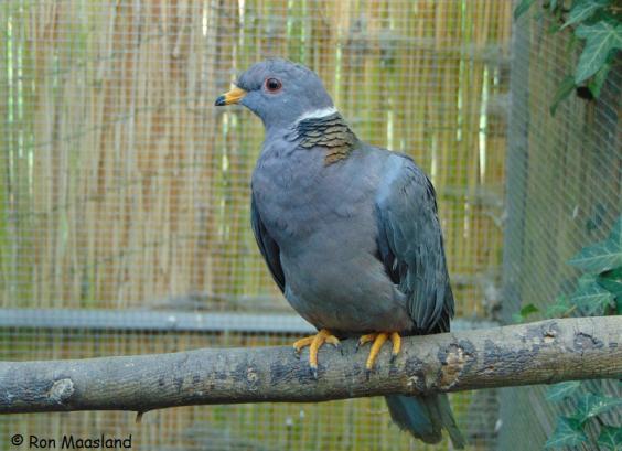 Bandstaart fasticiata