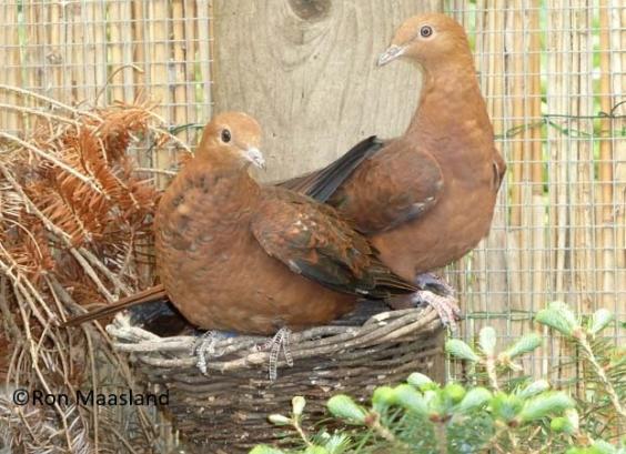 Indonesische koekoeksduif