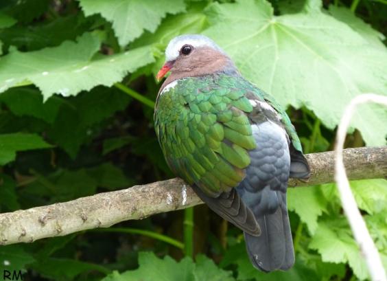 Indische groenvleugelduif