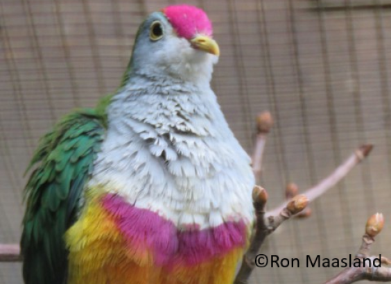 Karmijnkapvruchtenduif