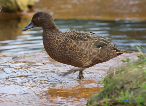 Nieuw Zeelandse bruine taling