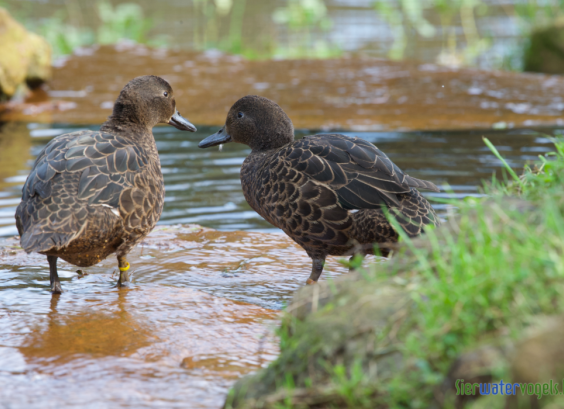 Nieuw Zeelandse bruine taling