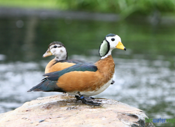 Afrikaanse pygmeegans
