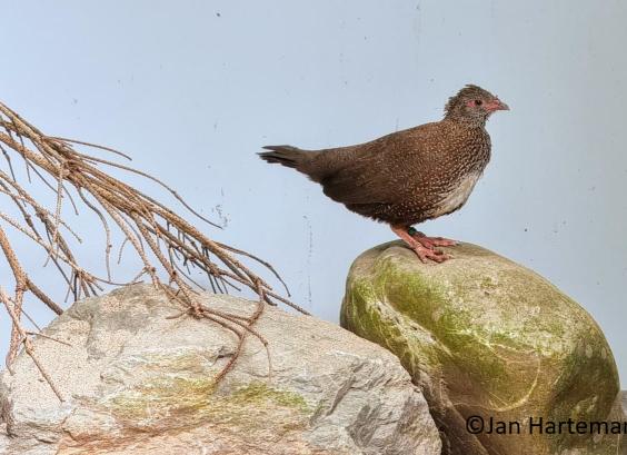 Ptilopachus petrosus