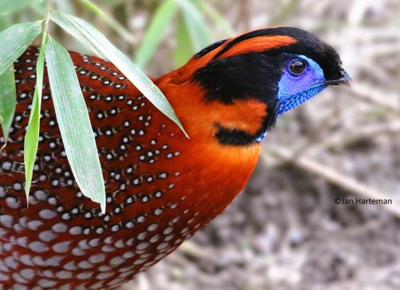 Tragopan temminckii