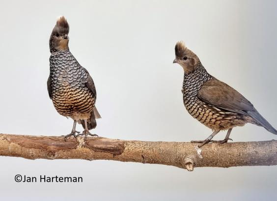 Blauwschubbenkwartel