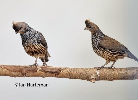 Blauwschubbenkwartel